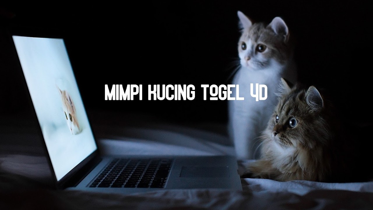 ♔ Mimpi melihat kucing mati togel