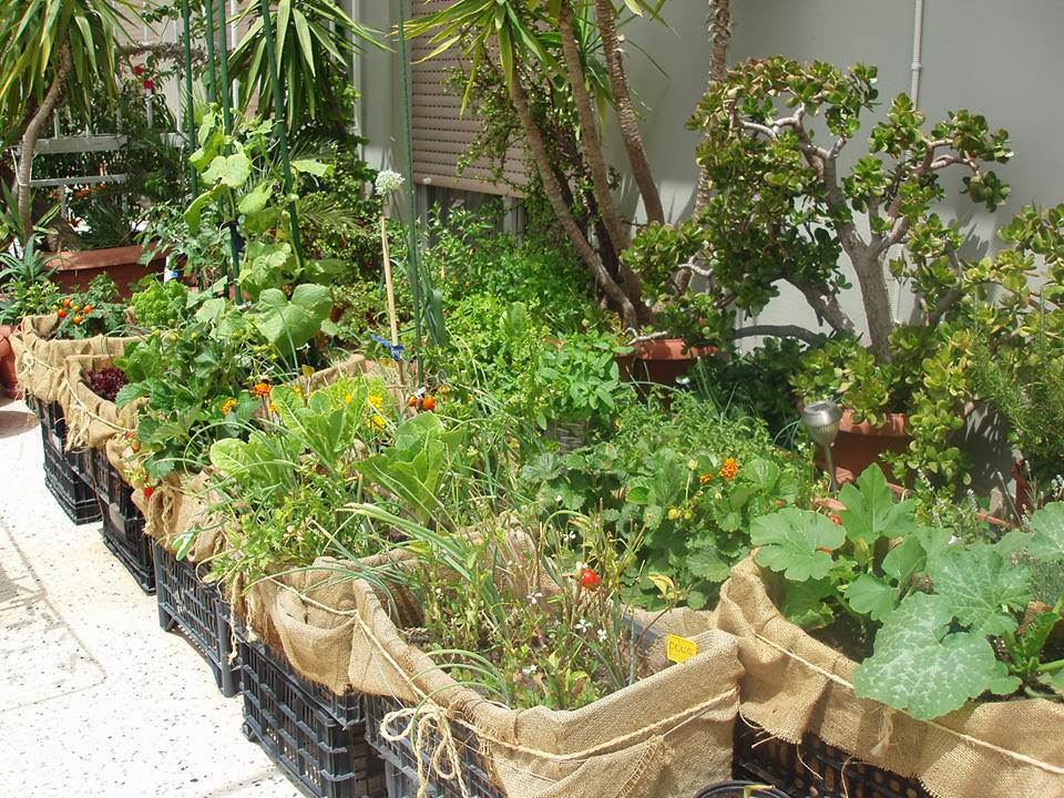 MARA CHERIZ Can we grow vegetables safely in plastic containers or