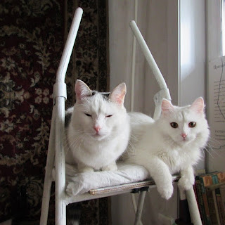 Блог Кота Васьки Дружит бабочка с цветком