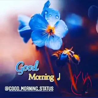 blue flower with good morning text