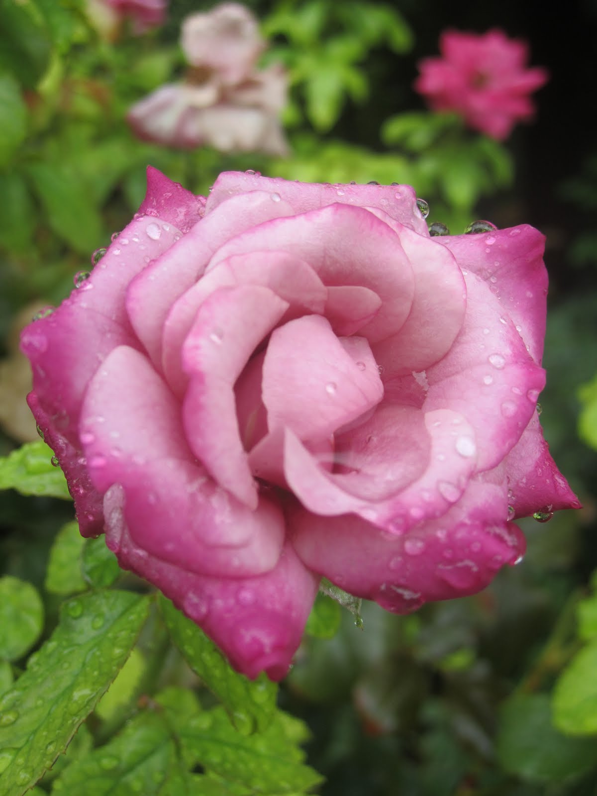 http://1.bp.blogspot.com/-zZL1MwAWw_8/UCNbXgF5Y3I/AAAAAAAAAUo/w52D4ecWzs4/s1600/beautiful-rain-on-the-rose-wallpaper-image-for-backgorunds.JPG
