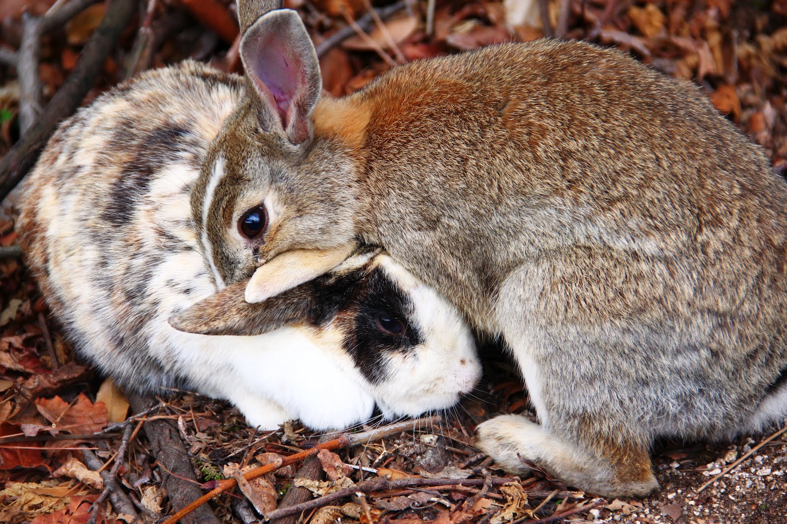 Little Green Bug: Okunoshima - Bunny Island