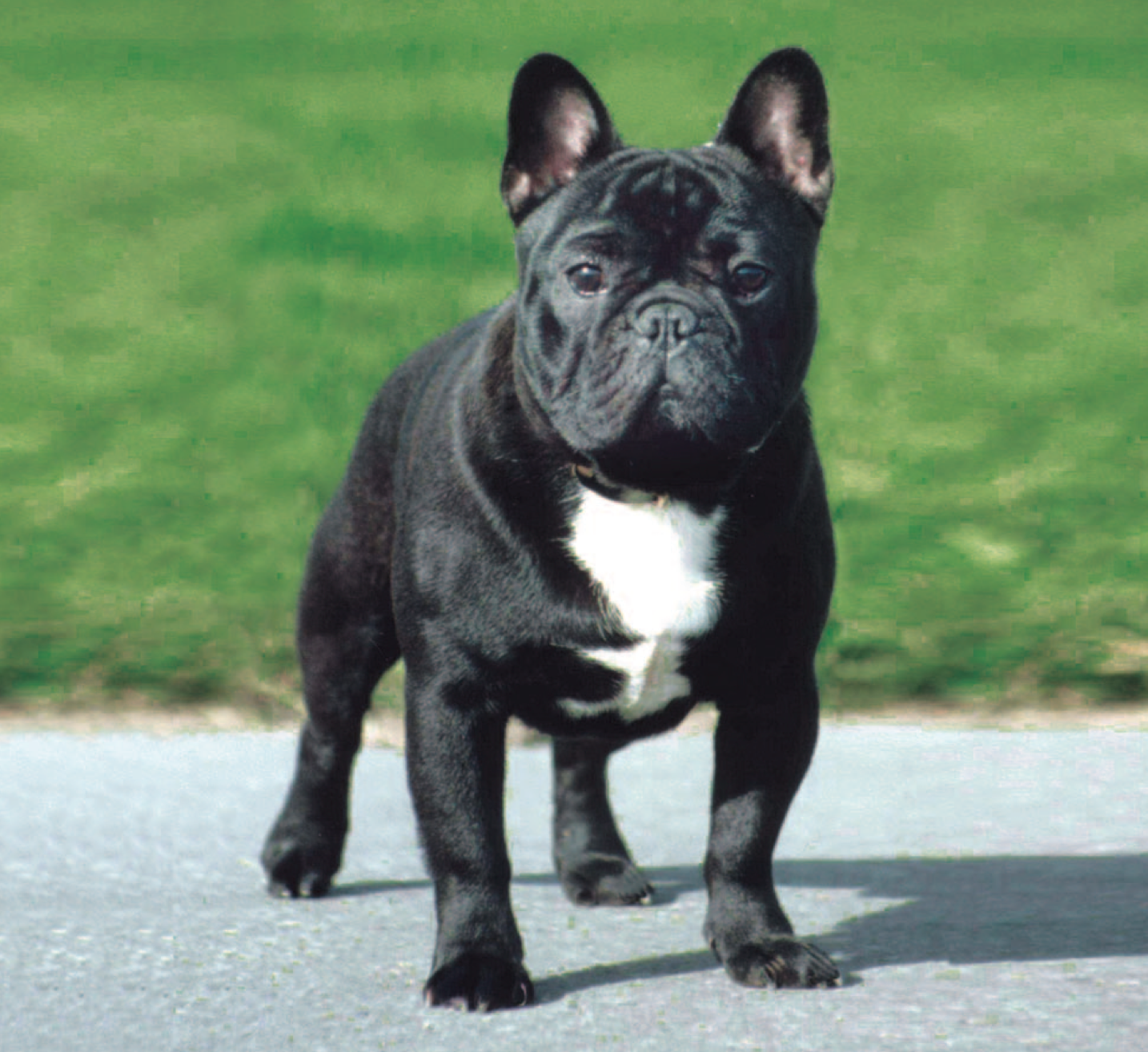 Pedigree Dogs Exposed The Blog French Bulldogs An Enviable Life
