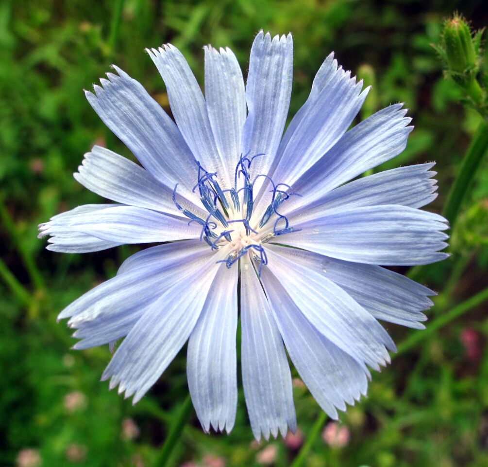 chicory xbox chicory xbox