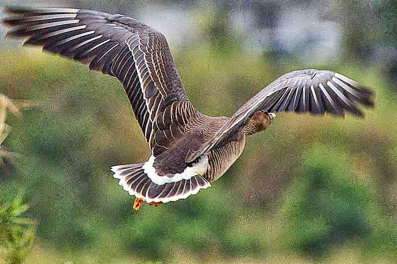 Wings spread, tail feathers, Bean Goose