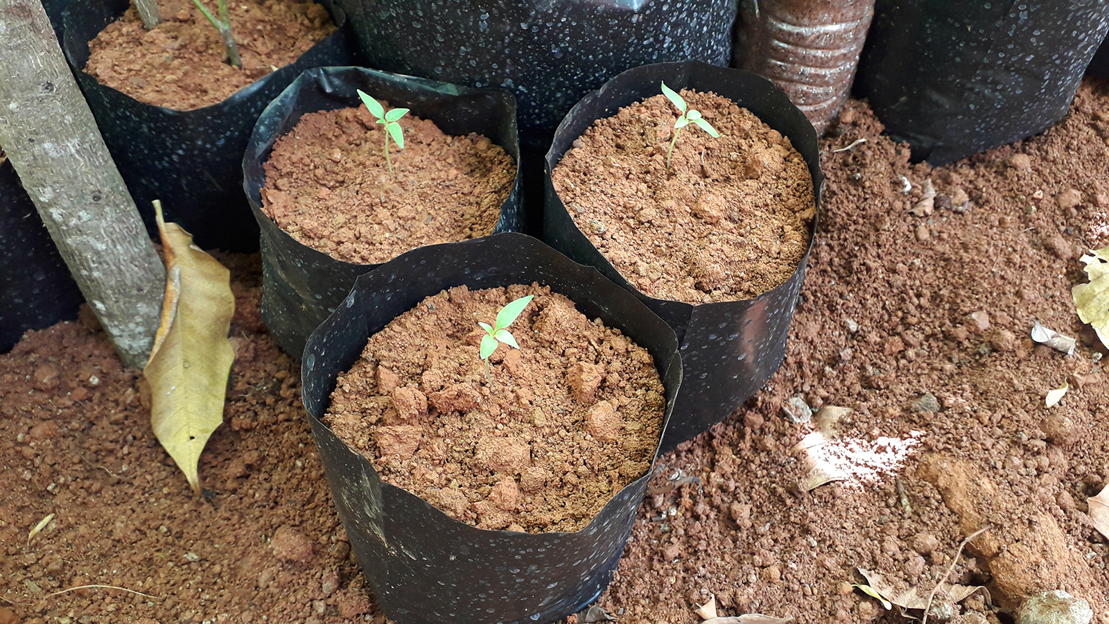 Tanaman Cabae dalam Polybag Berbuah leba