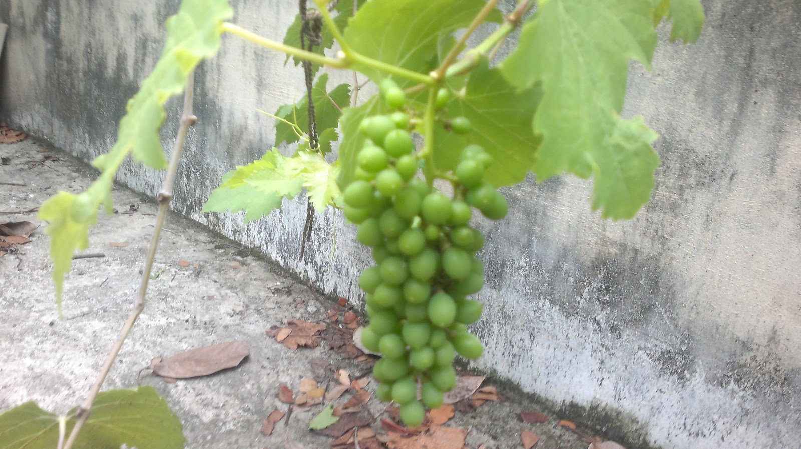 GRAPE GARDENING AT TERRACE