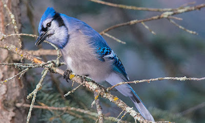 Arrendajo azul