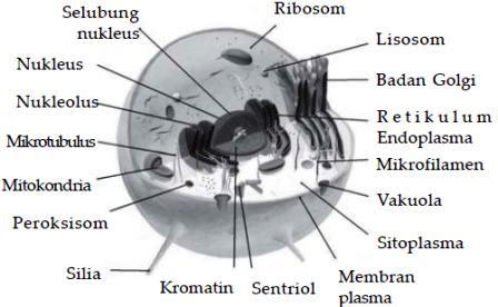 Sel Hewan Hitam Putih