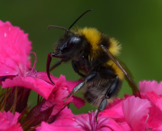 Hummel, bumblebee, hommel, grerëz, bumbar, humlebi, kimalainen Insekten, insekte, insektet, intsektuak, insekti, Насекоми, insekter, insects, Putukad, Hyönteiset, insectes, έντομα, serangga, feithidí, skordýr, insetti,