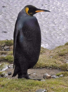 Melanismo: Pinguino emperador negro