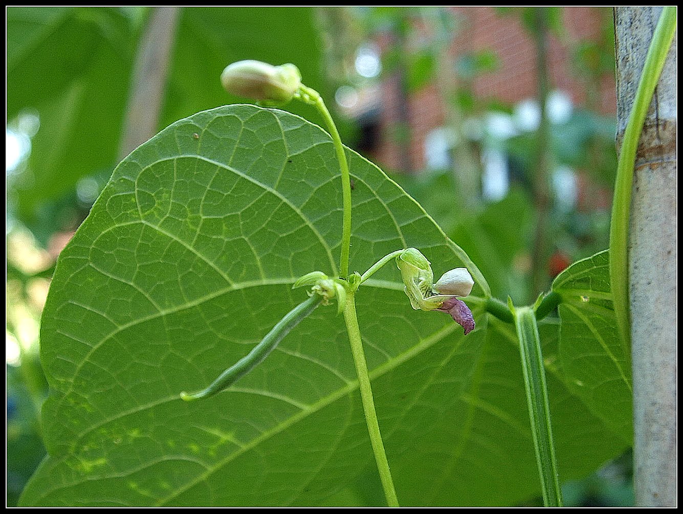 Mark's Veg Plot Climbing French Bean "Cobra"