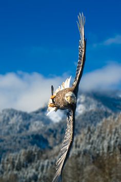 eagle images