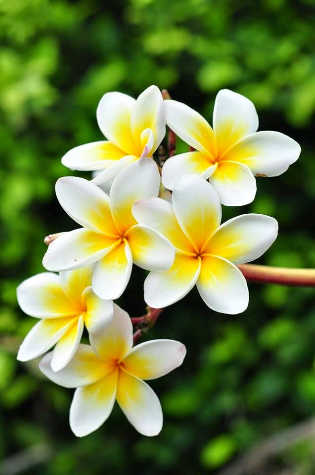Hawaiian flower, Pua Melia | Backyards Click