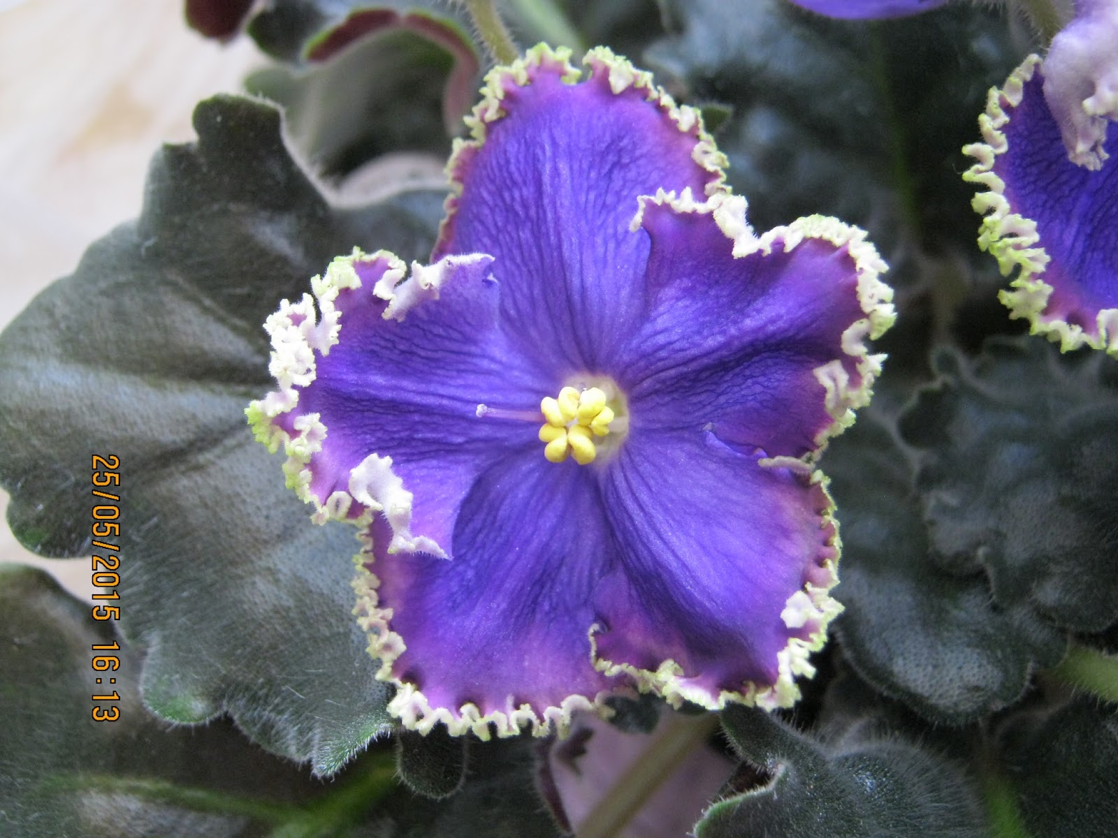 Фиалка рс изумрудный берег