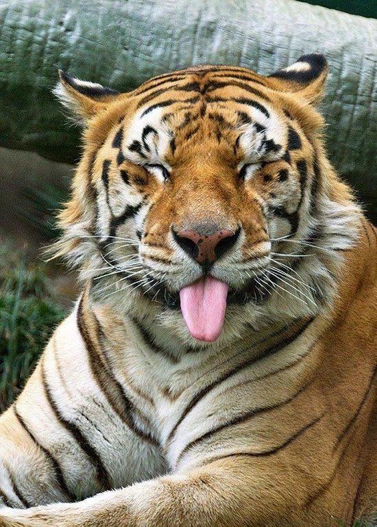 25 Gambar Harimau Yang Lucu Ayeey com