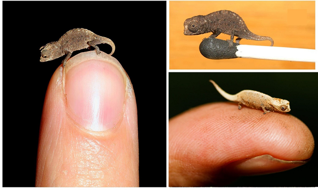 Qual é o menor réptil do mundo? - Saber Atualizado