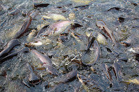 cara beternak ikan lele, ternak ikan lele, ikan lele, budidaya lele, lele, melihara ikan lele