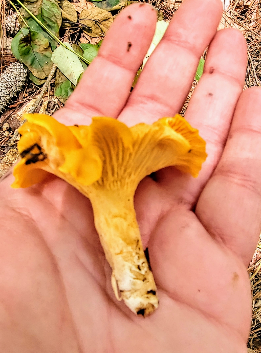 The Foraged Foodie How to identify Golden Chanterelles, gourmet edible