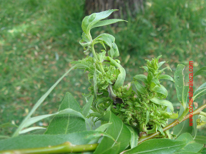 Flora urbana de Getafe Sauce llorón