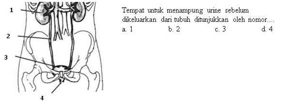 Tempat untuk menampung urine sebelum dikeluarkan dari tubuh ditunjukkan oleh nomor ....