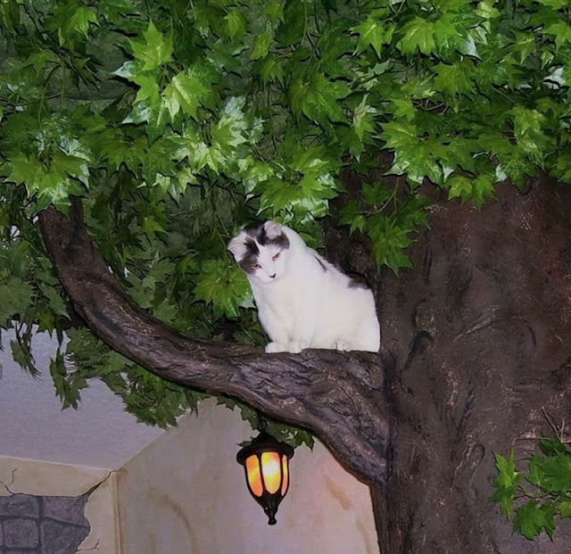 Cat Climbing Trees with Leaves