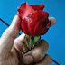 Cara Petik Mahkota Bunga Mawar