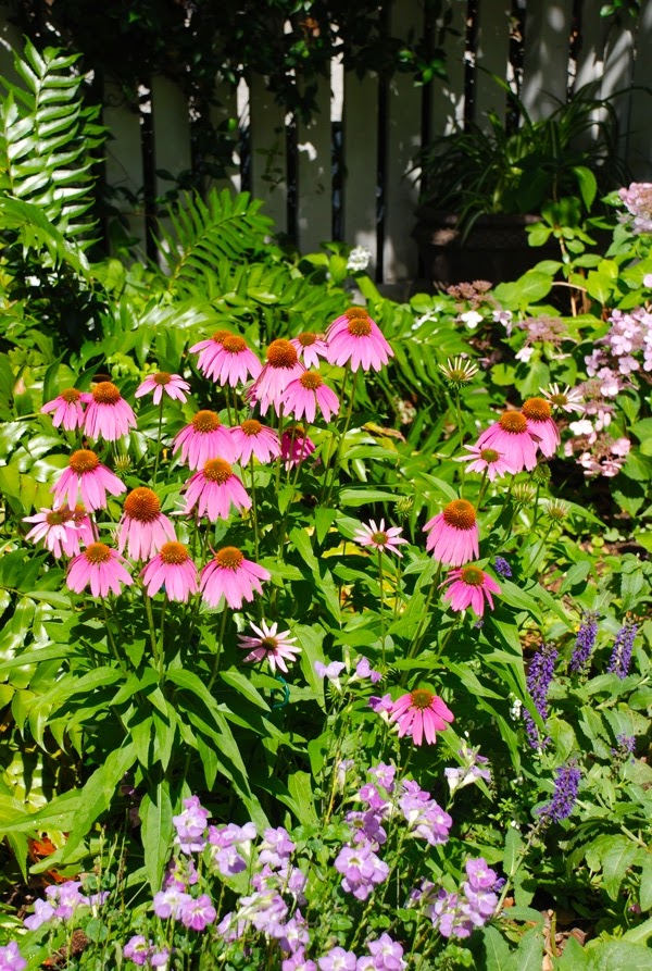 Children of the Corm A Charleston Garden Blog Coneflowers In The Heat