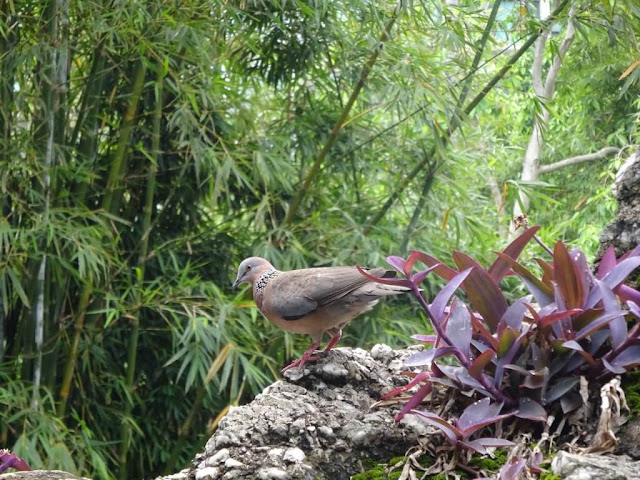 aves no Jardim Lou Lim Ioc - Macau
