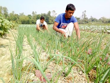 ভারতীয় পেঁয়াজের চাহিদা পুরনে বিরামপুরে বৃদ্ধি পেয়েছে পেঁয়াজের চাষ