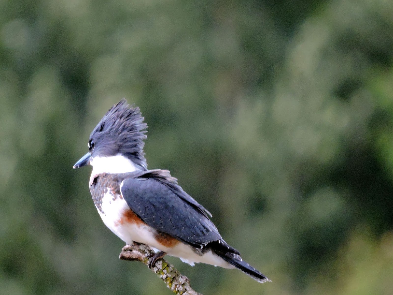 Scene Through My Eyes Two Herons and A Kingfisher