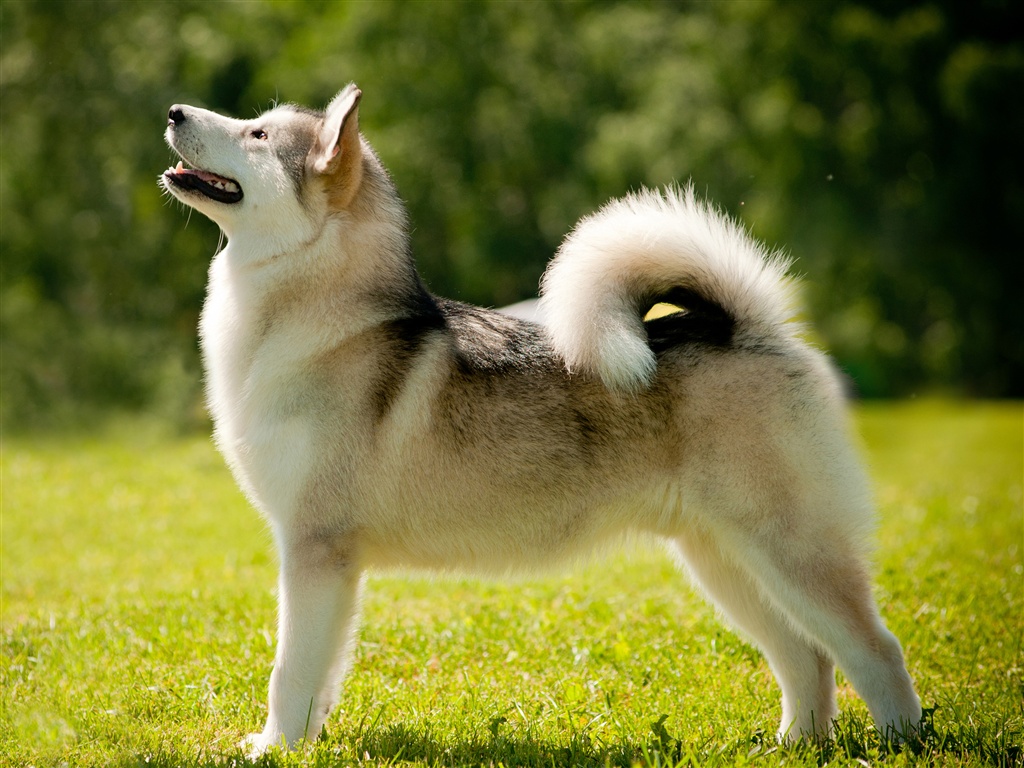 Alaskan Malamute Dog Breed History,Health,Pictures and Other