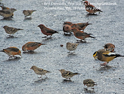 birds northwest flock flocks flocking mixed species february finches notes nature