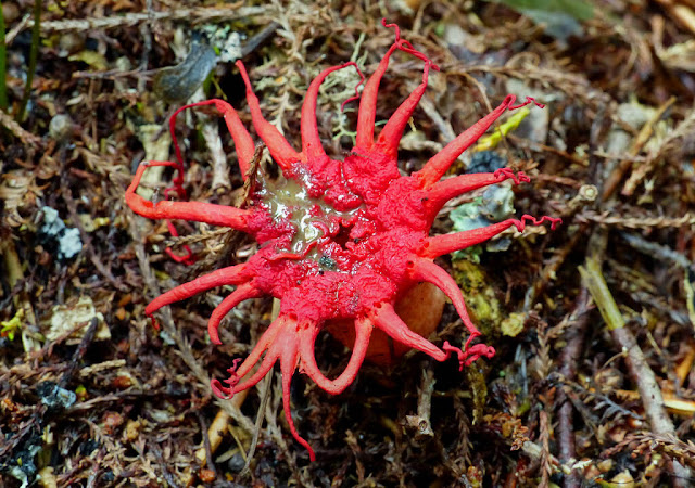 10 Spookiest Types Of Fungus In The World | Fact Fab Planet