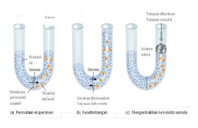 Osmosis dan tekanan osmotik