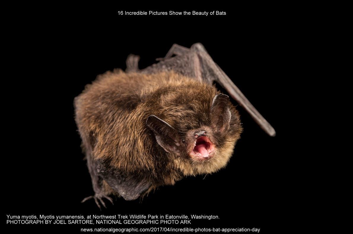 16 Incredible Pictures Show the Beauty of Bats