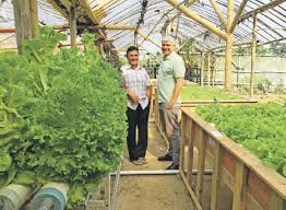 Akuaponik Mark Sungkar Atau Bpptp Jakarta Mana Lebih Unggul