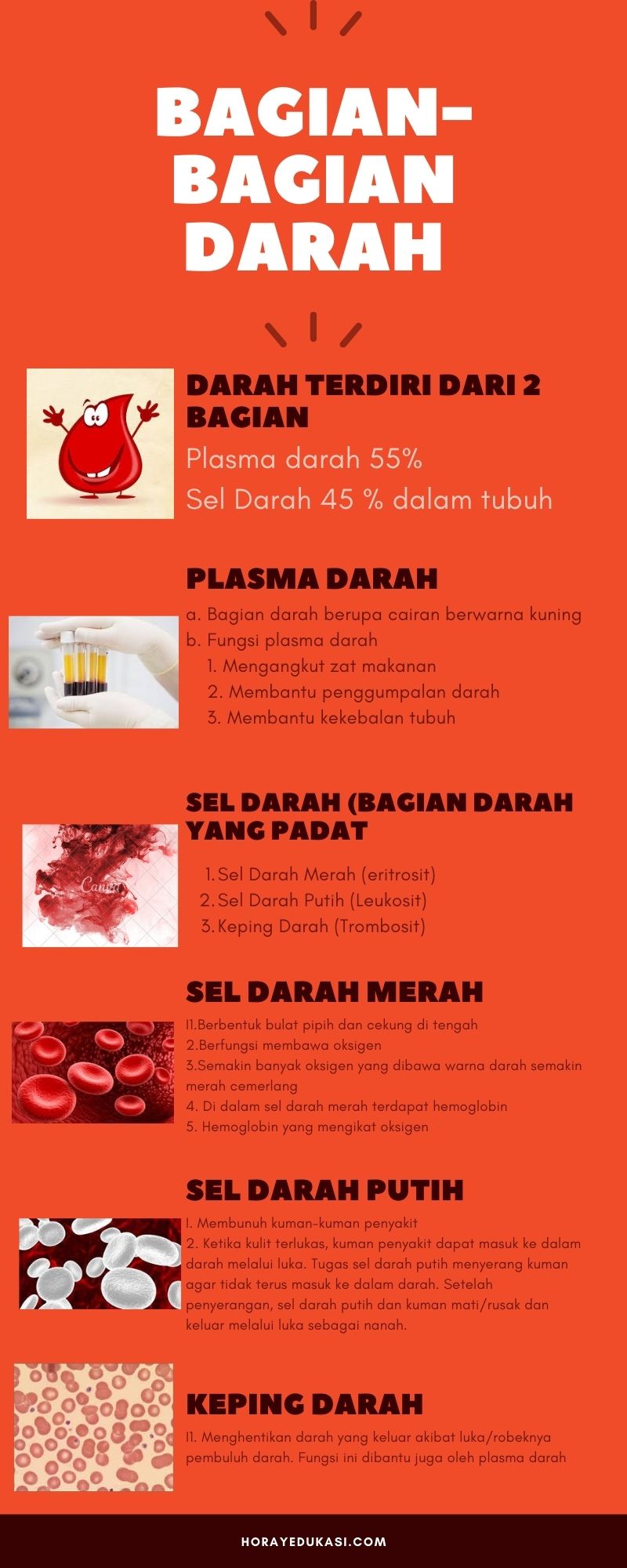 Bagian darah yang berfungsi untuk membunuh kuman adalah