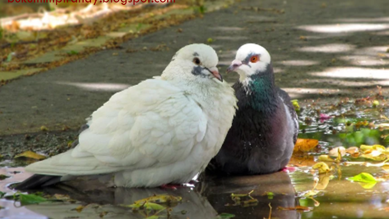 11 Arti Mimpi Menangkap Burung Merpati Menurut Islam Primbon - Buku Mimpi