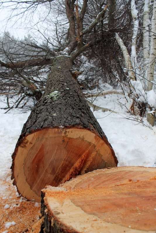 It's a Cotten life Cutting down the cherry tree