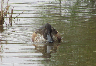 Spoon-bill Duck in Water