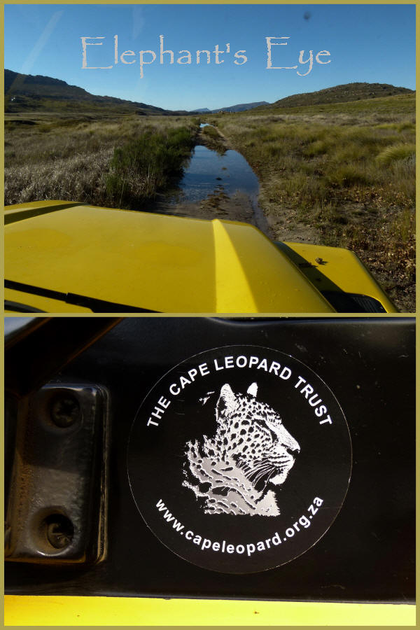 Elephant's Eye: With the Cape Leopard Trust at Driehoek