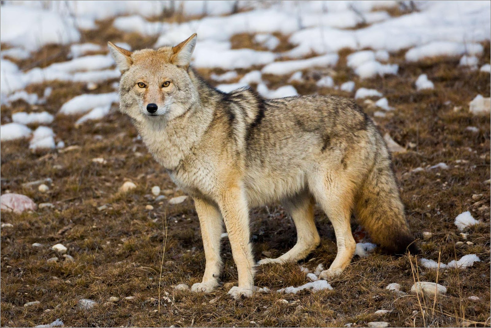 NUNCAJAMAS COCKER ¿QUÉ ES EL COYWOLF? ¿LO CONOCES?