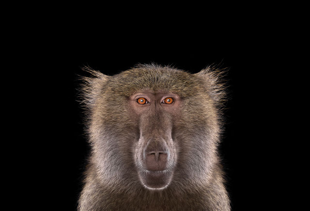 I-Create-Studio-Portraits-of-Exotic-Animals-Looking-Directly-Into-the-Camera1__880
