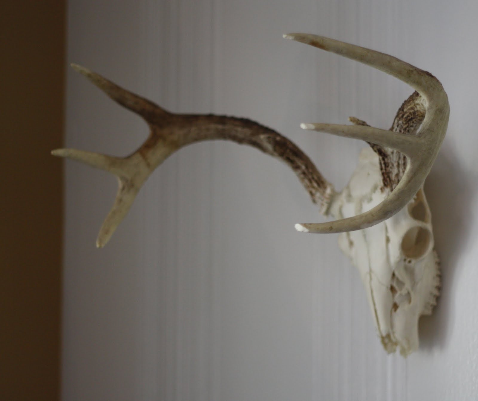 How to Clean and Wall Mount Deer Antlers 17 Apart