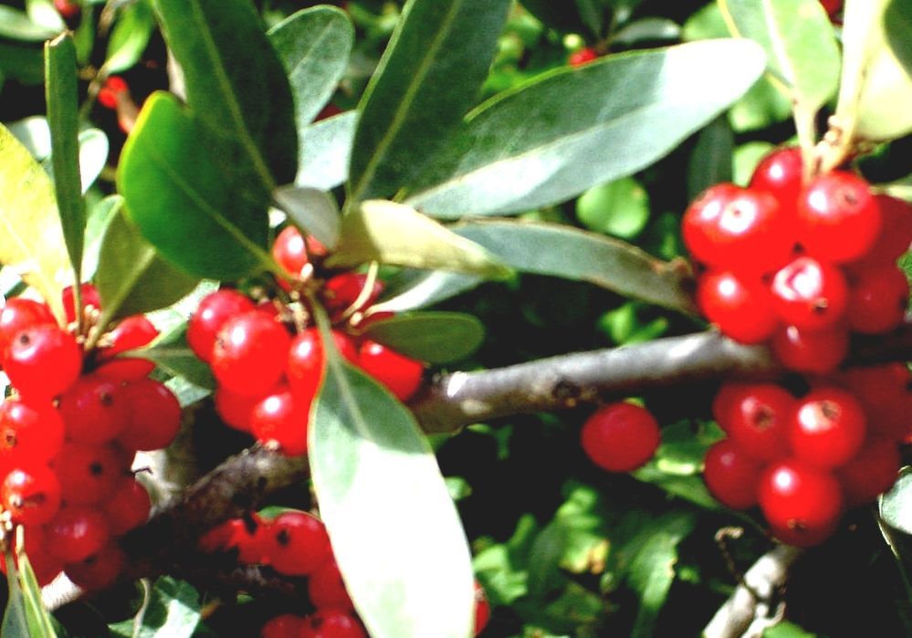 Taiga Boreal Forest Plants