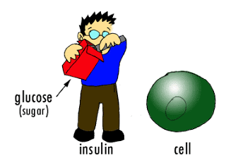 Normal insulin function