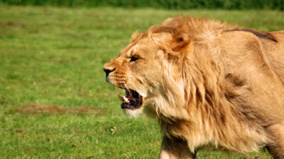 Sekelompok Singa Menyelamatkan Orang Kristen Dari Eksekusi Teroris