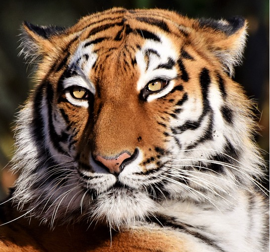 THE TIGER IN THE CHINESE ZODIAC AND HOROSCOPE OR ITS MEANING