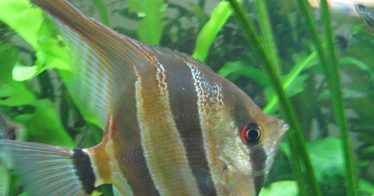 Aquarienverein Ludwigshafen am Rhein e.V. Börse November 2019